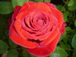 Bild: Die LIEBE
